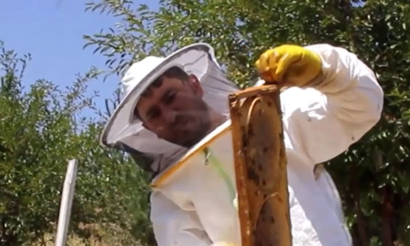 Sıcaklar erken hasadı getirdi! Bu yıl 1200 ton rekolte bekleniyor, üretici köşeyi dönecek - 1. Resim