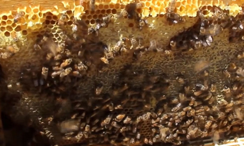 Sıcaklar erken hasadı getirdi! Bu yıl 1200 ton rekolte bekleniyor, üretici köşeyi dönecek - 2. Resim