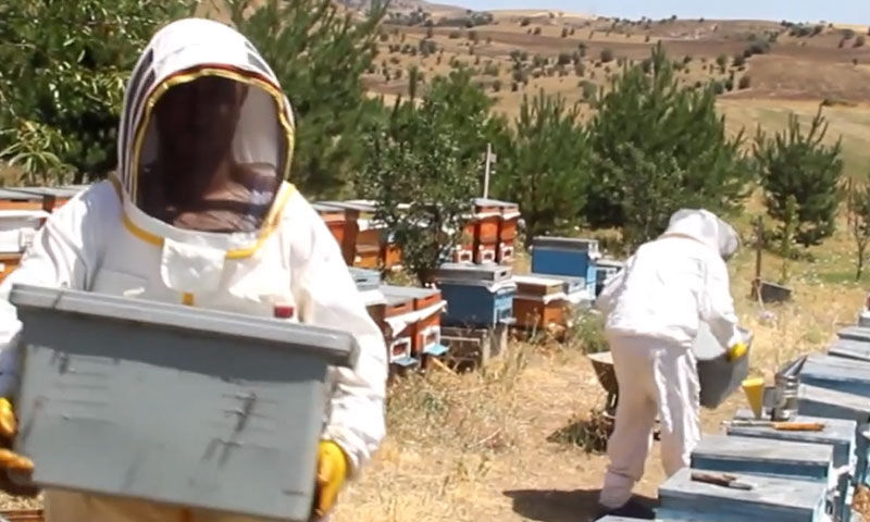 Sıcaklar erken hasadı getirdi! Bu yıl 1200 ton rekolte bekleniyor, üretici köşeyi dönecek - 3. Resim