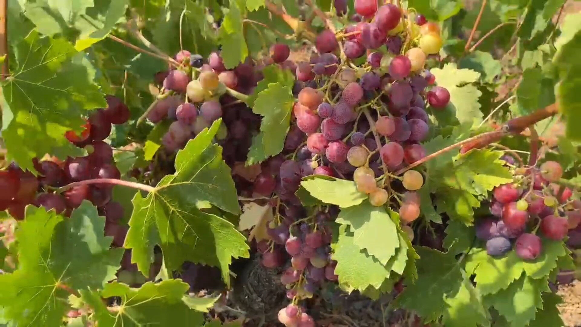 Tekirdağ'da yetişiyor! Hasat başladı, tarlada kilosu 100 lira... - 2. Resim