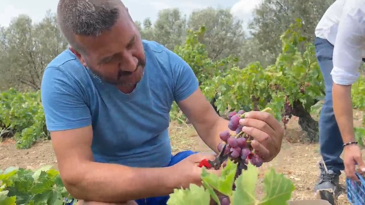 Tekirdağ'da yetişiyor! Hasat başladı, tarlada kilosu 100 lira... - 1. Resim