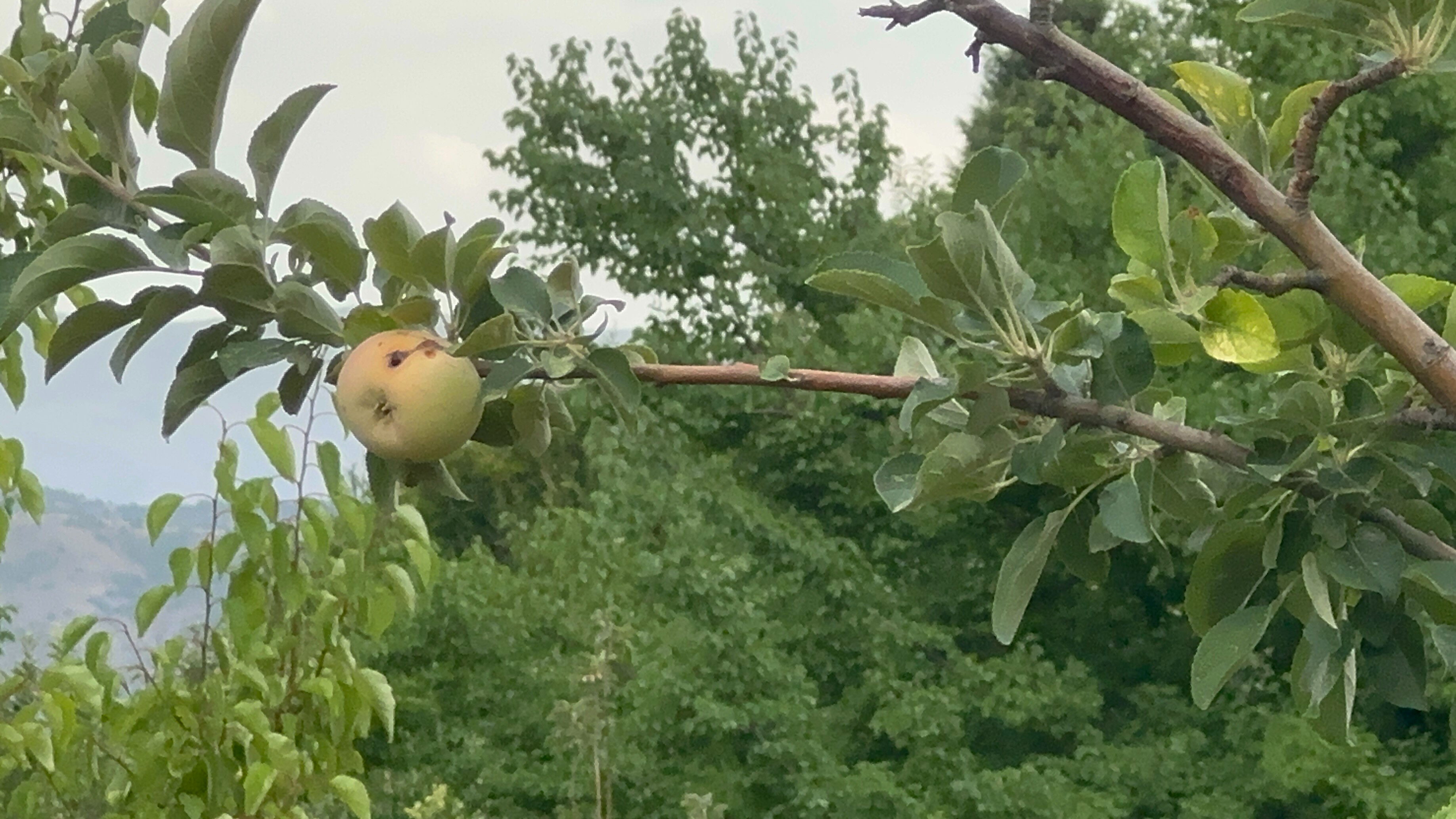 Yüzyılın olayı çiftçiyi vurdu! 10 dönümlük bahçede sadece bir çürük elma kaldı - 2. Resim
