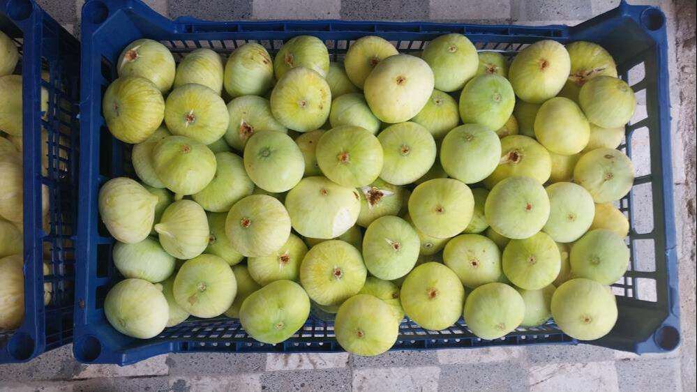 Altından bal damlayan tek meyve! Bu sene yüzleri güldürdü... 120 liradan kapış kapış satılıyor - 1. Resim