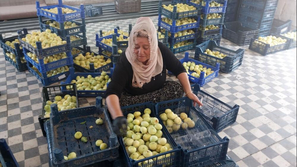 Altından bal damlayan tek meyve! Bu sene yüzleri güldürdü... 120 liradan kapış kapış satılıyor - 3. Resim