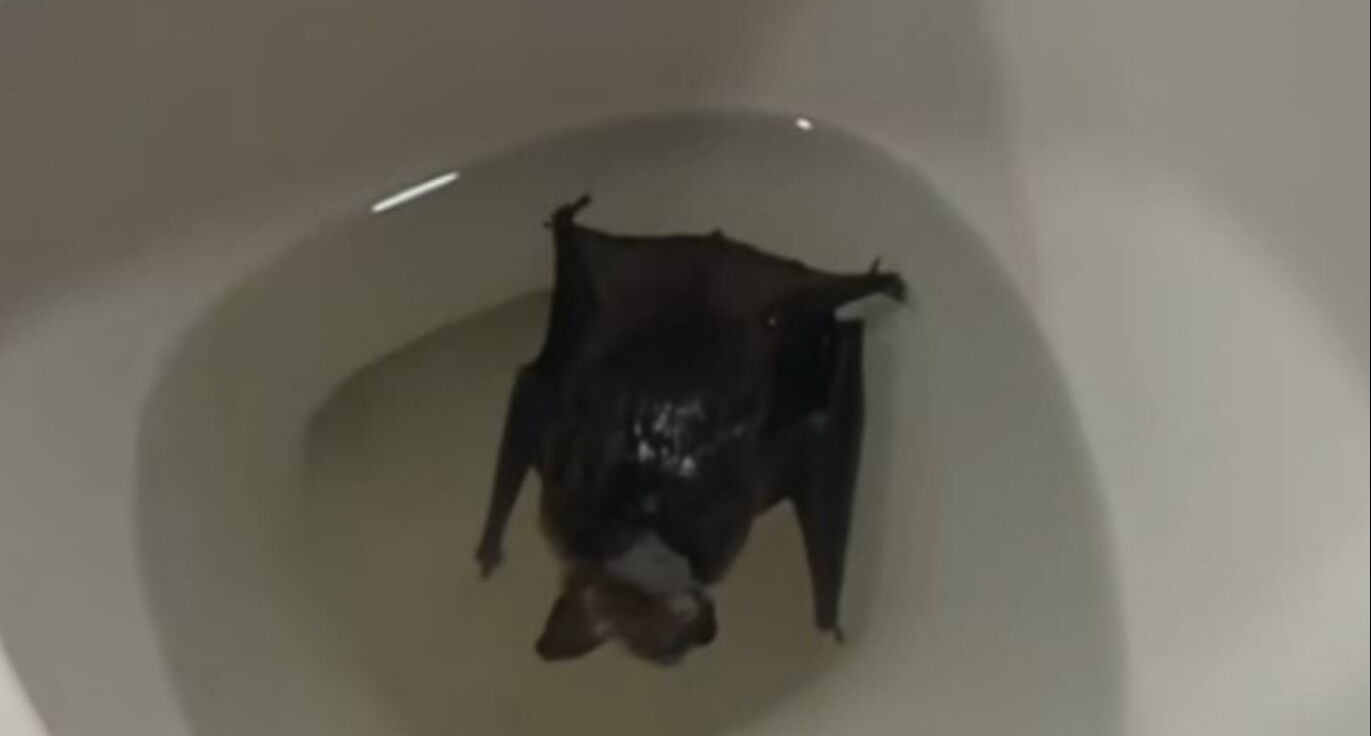 Banyodaki sürpriz onu ölümle burun buruna getirdi! Yarasa dehşeti! - 1. Resim