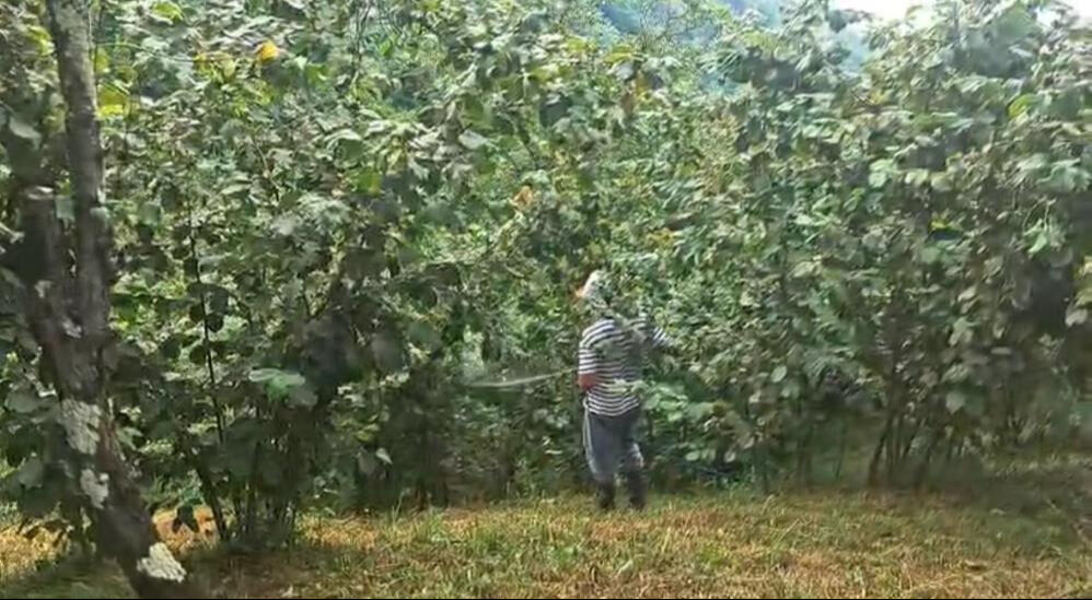 Bitki dünyasının kanseri! Onun yüzünden 4 bin 100 dekar alandaki fındık ağaçları söküldü... 13 milyon TL'ye mal oldu - 2. Resim