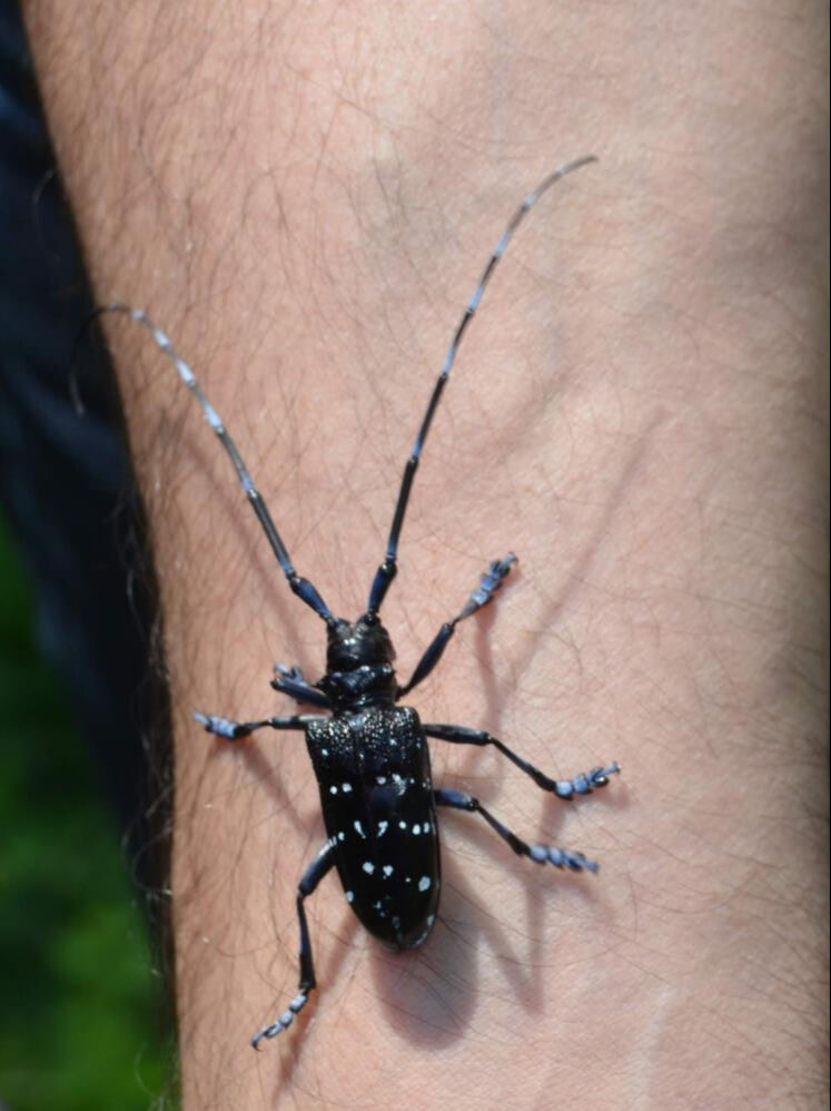 Bitki dünyasının kanseri! Onun yüzünden 4 bin 100 dekar alandaki fındık ağaçları söküldü... 13 milyon TL'ye mal oldu - 4. Resim