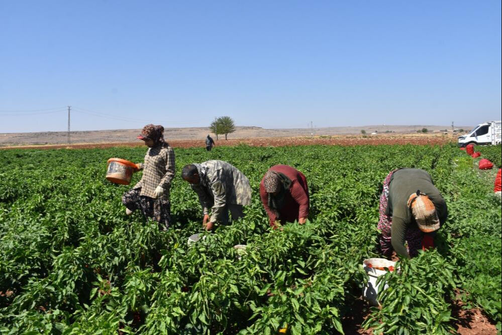 Kadınların zorlu mesaisi başladı! 40 derece sıcakta hasat ediliyor, salçası çok güzel oluyor - 6. Resim
