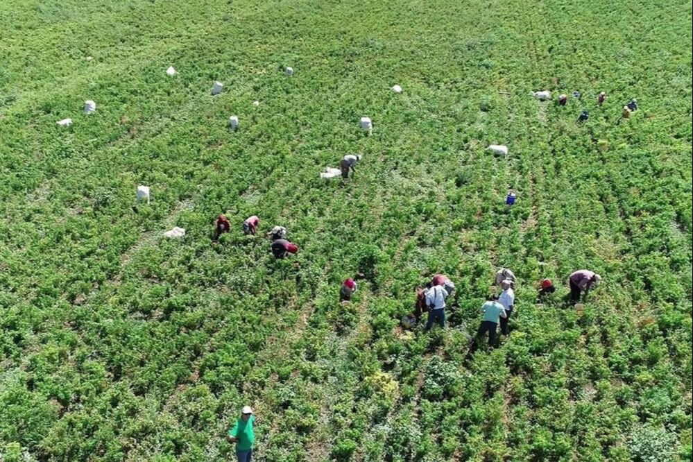Kadınların zorlu mesaisi başladı! 40 derece sıcakta hasat ediliyor, salçası çok güzel oluyor - 3. Resim