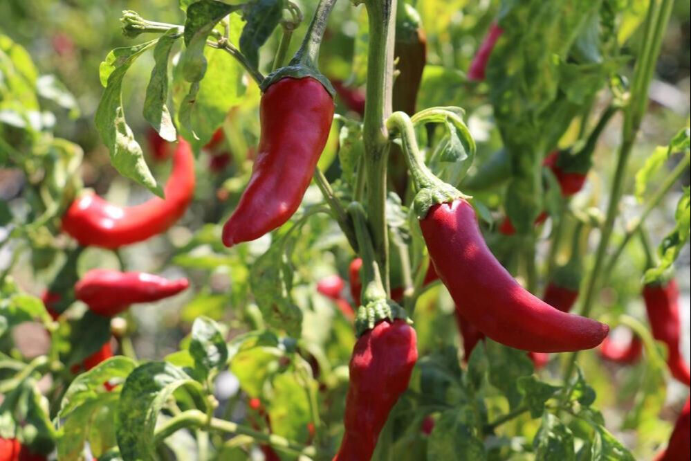 Kadınların zorlu mesaisi başladı! 40 derece sıcakta hasat ediliyor, salçası çok güzel oluyor - 2. Resim