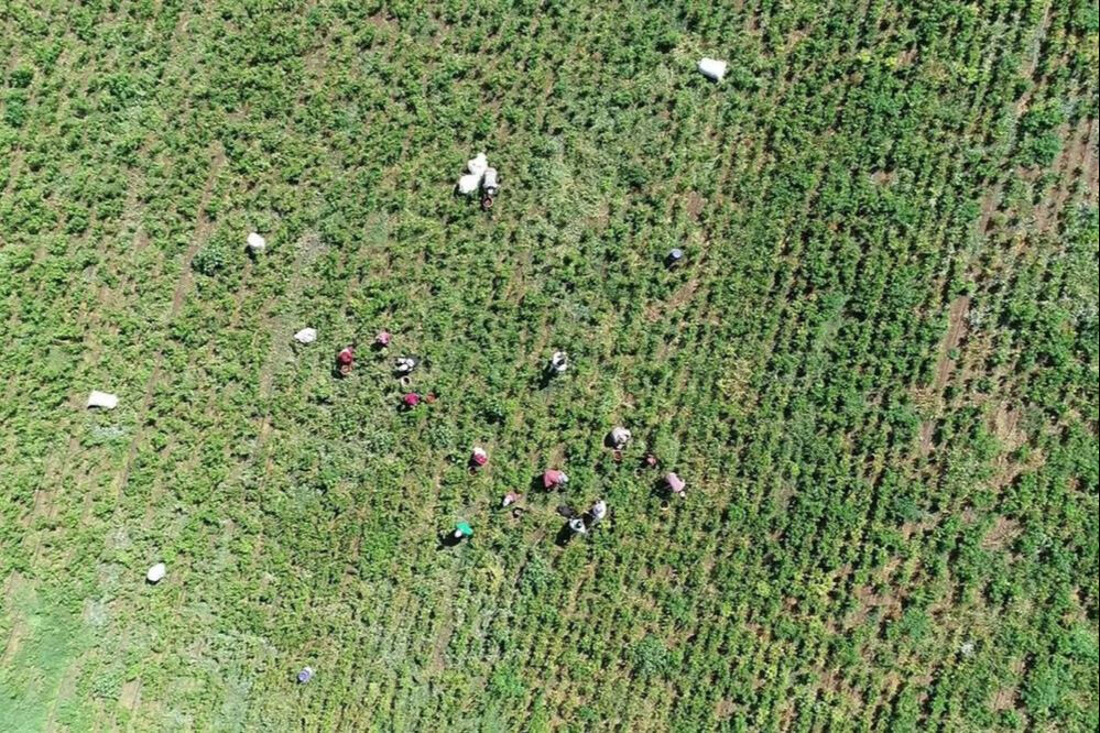 Kadınların zorlu mesaisi başladı! 40 derece sıcakta hasat ediliyor, salçası çok güzel oluyor - 4. Resim