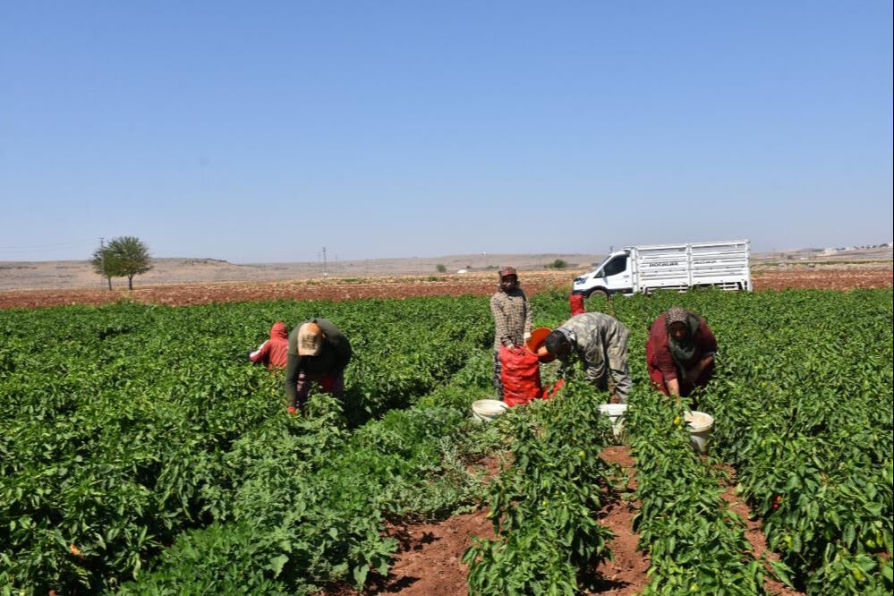Kadınların zorlu mesaisi başladı! 40 derece sıcakta hasat ediliyor, salçası çok güzel oluyor - 5. Resim