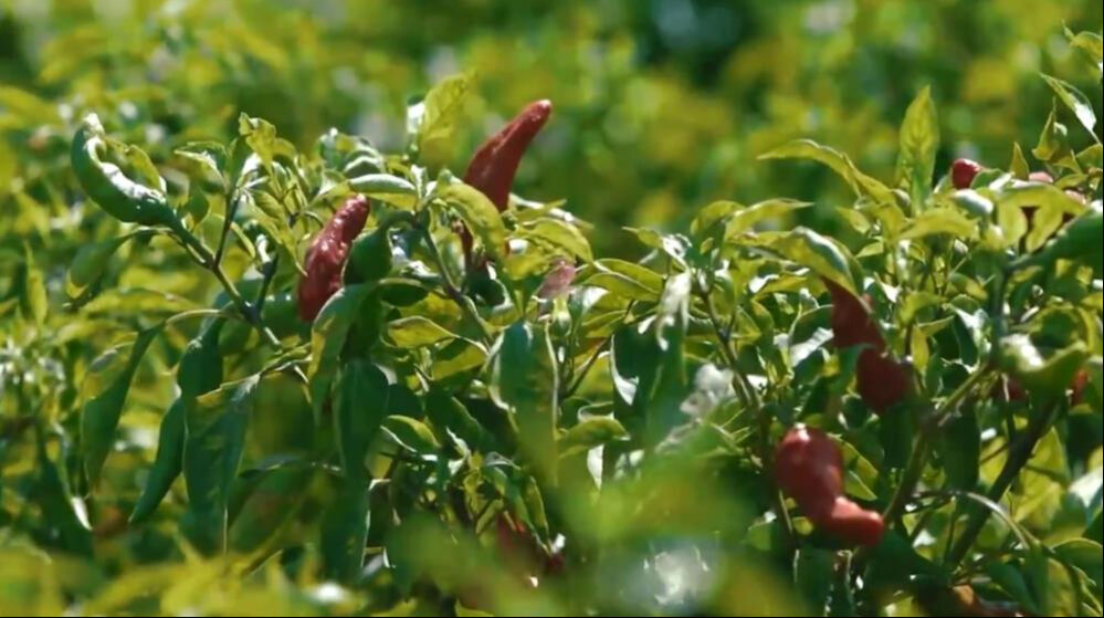 Kadınların zorlu mesaisi başladı! 40 derece sıcakta hasat ediliyor, salçası çok güzel oluyor - 1. Resim