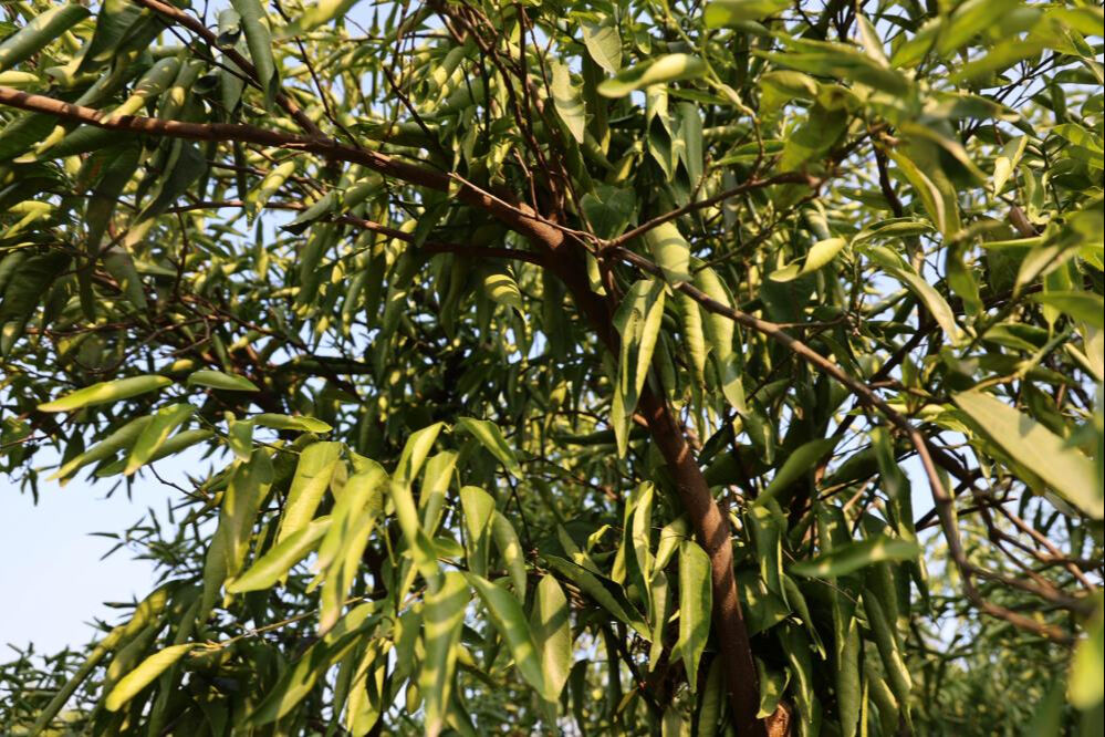 Korkutan gelişme! Kuraklık o ürünleri de tehdit ediyor: "Bu boyutta bir kriz yaşanmamıştı" - 2. Resim