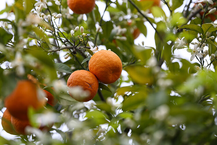 Korkutan gelişme! Kuraklık o ürünleri de tehdit ediyor: "Bu boyutta bir kriz yaşanmamıştı" - 4. Resim