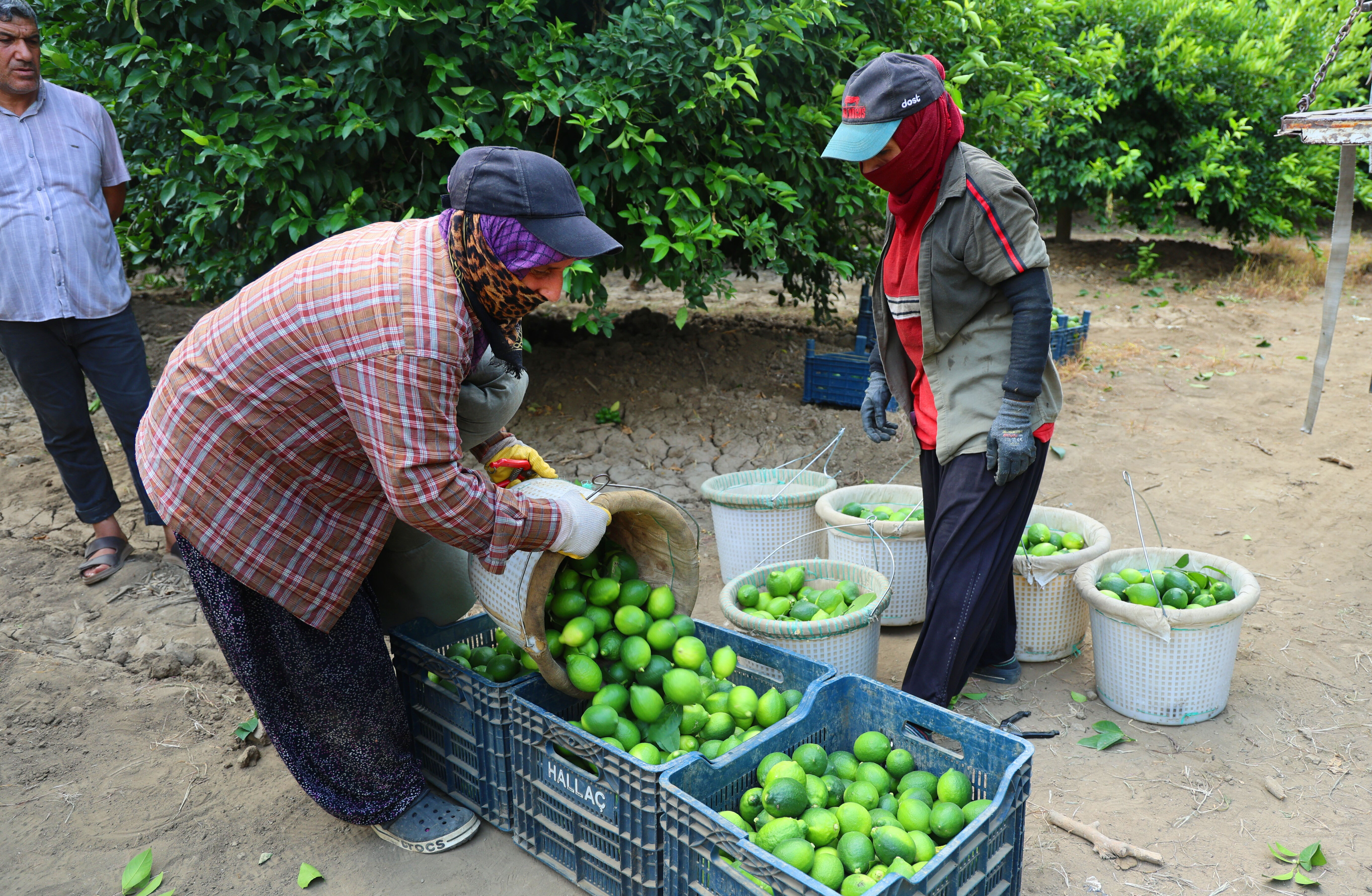 Limonda fiyatı düşürecek hasat! Adana'da toplanmaya başladı - 1. Resim