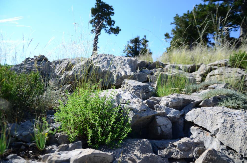 Taşların arasında yetişiyor, kokusu her şeye bedel! Onun için 1800 rakımlı yaylaya çıkıyorlar... Demeti 50 lira - 1. Resim