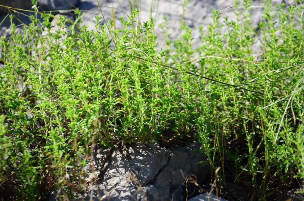 Taşların arasında yetişiyor, kokusu her şeye bedel! Onun için 1800 rakımlı yaylaya çıkıyorlar... Demeti 50 lira - 3. Resim