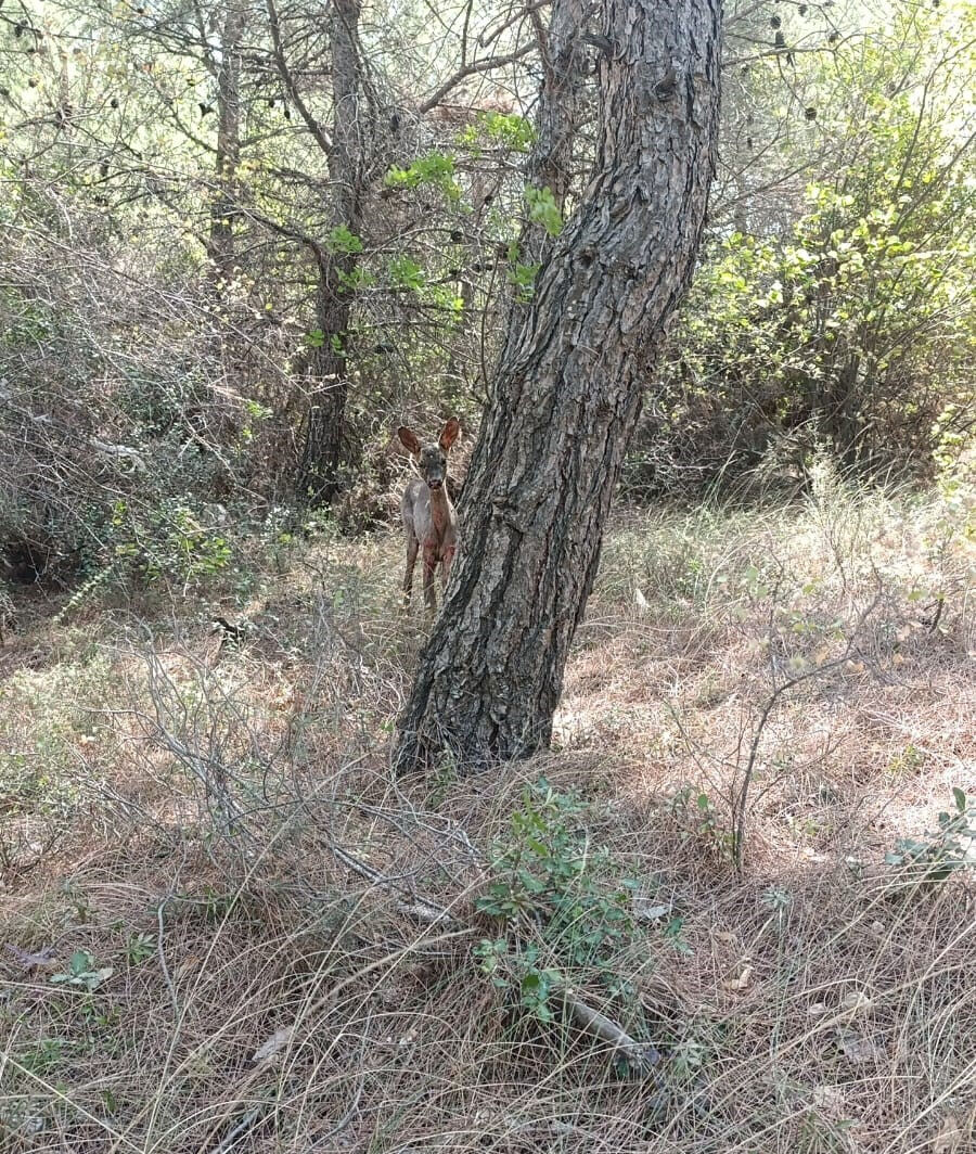 Yangının ardından gelen şefkat! Yaralı yavru ceylanı elleriyle hayata bağladılar Yangının ardından gelen şefkat! Yaralı yavru ceylanı elleriyle hayata bağladılar - 2. Resim