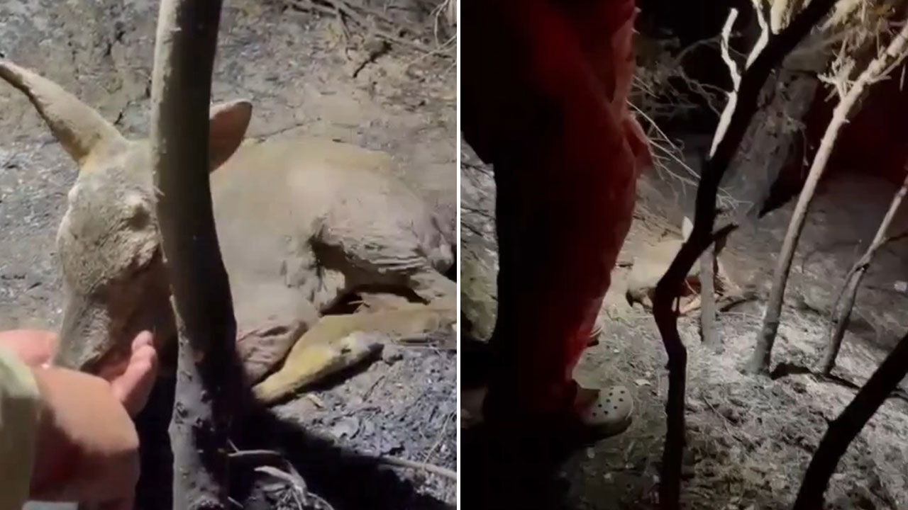 Yangının ardından gelen şefkat! Yaralı yavru ceylanı elleriyle hayata bağladılar Yangının ardından gelen şefkat! Yaralı yavru ceylanı elleriyle hayata bağladılar - 1. Resim