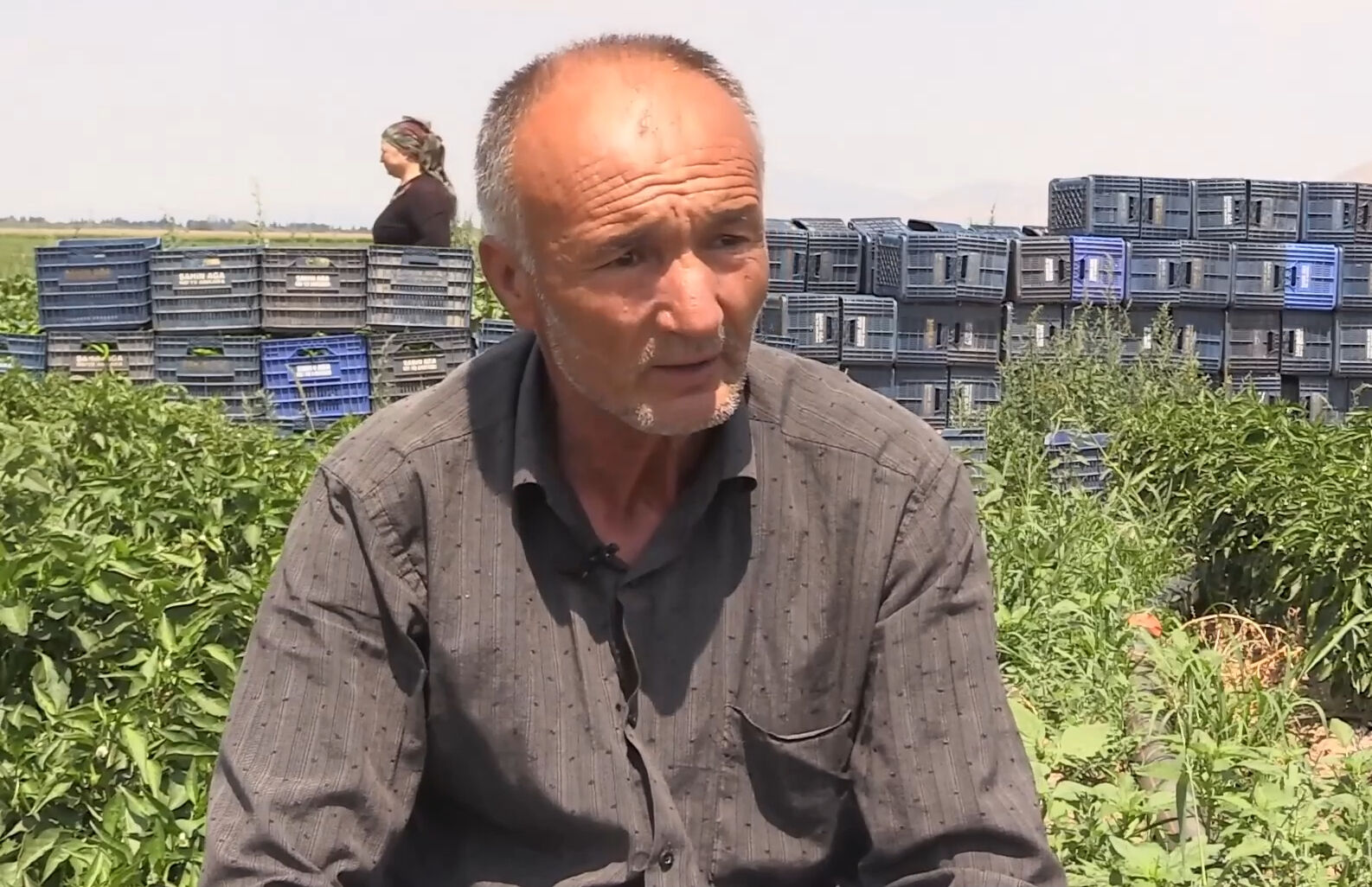 'Yetişmez' diyenleri utandırdı! 1 günde 14 ton hasat, Kütahya'dan İstanbul ve Ankara'ya gönderiliyor - 1. Resim