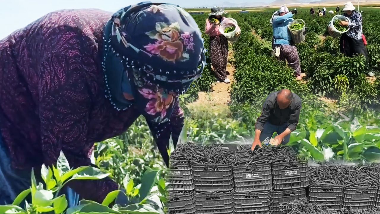'Yetişmez' diyenleri utandırdı! 1 günde 14 ton hasat, Kütahya'dan İstanbul ve Ankara'ya gönderiliyor 'Yetişmez' diyenleri utandırdı! 1 günde 14 ton hasat, Kütahya'dan İstanbul ve Ankara'ya gönderiliyor