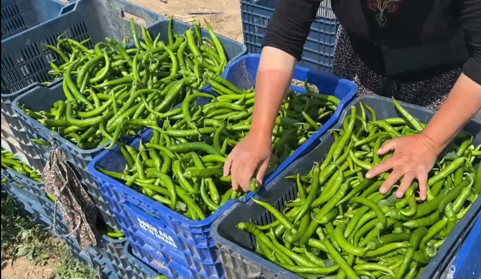 'Yetişmez' diyenleri utandırdı! 1 günde 14 ton hasat, Kütahya'dan İstanbul ve Ankara'ya gönderiliyor - 3. Resim
