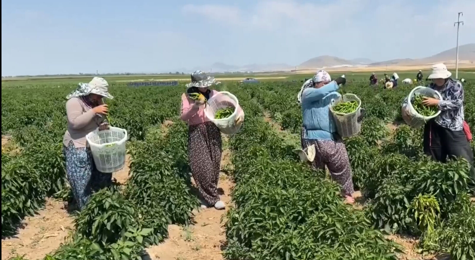'Yetişmez' diyenleri utandırdı! 1 günde 14 ton hasat, Kütahya'dan İstanbul ve Ankara'ya gönderiliyor - 2. Resim