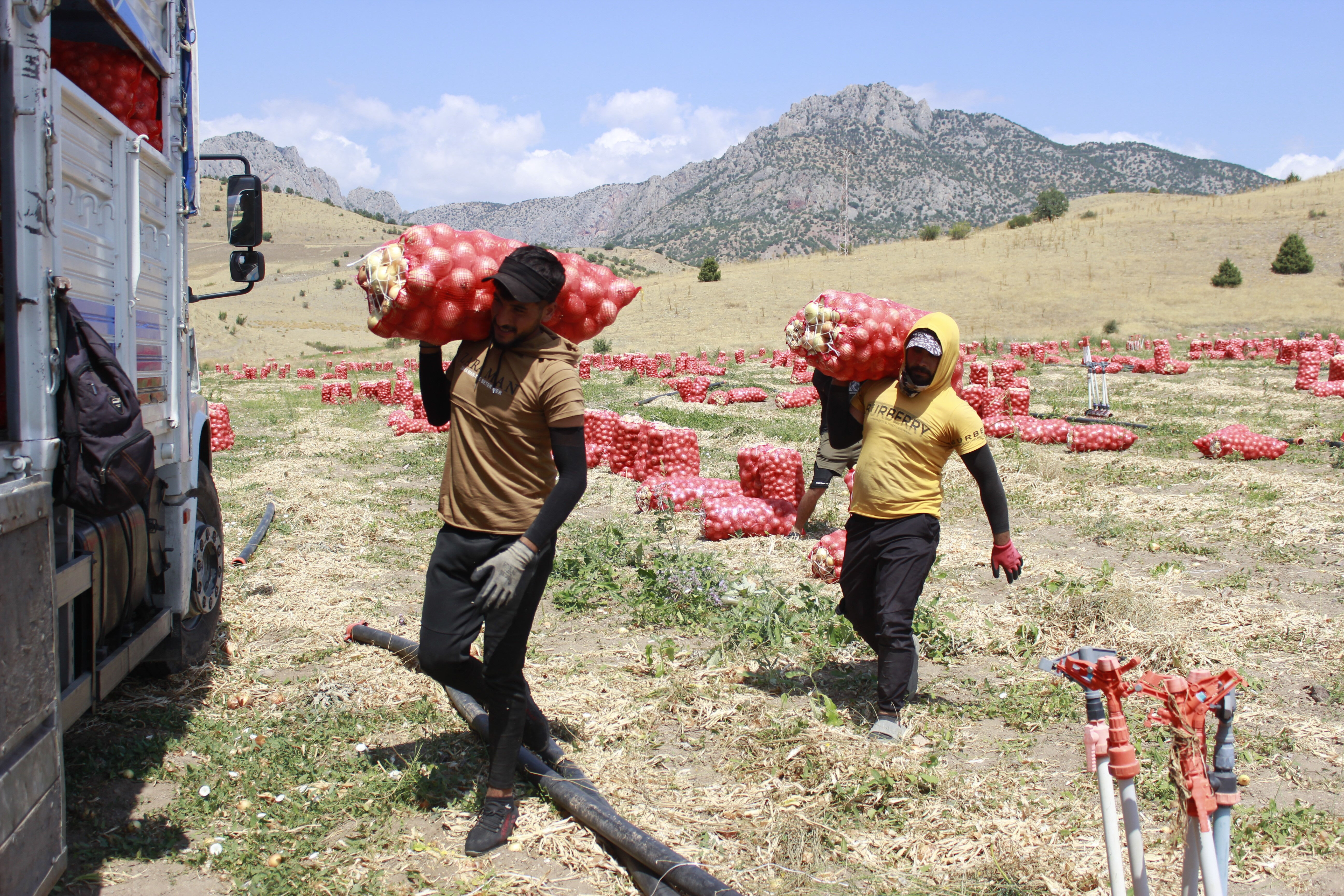 Binlerce tonluk hasat başladı! 35 derece sıcaklıkta zorlu mesai - 3. Resim