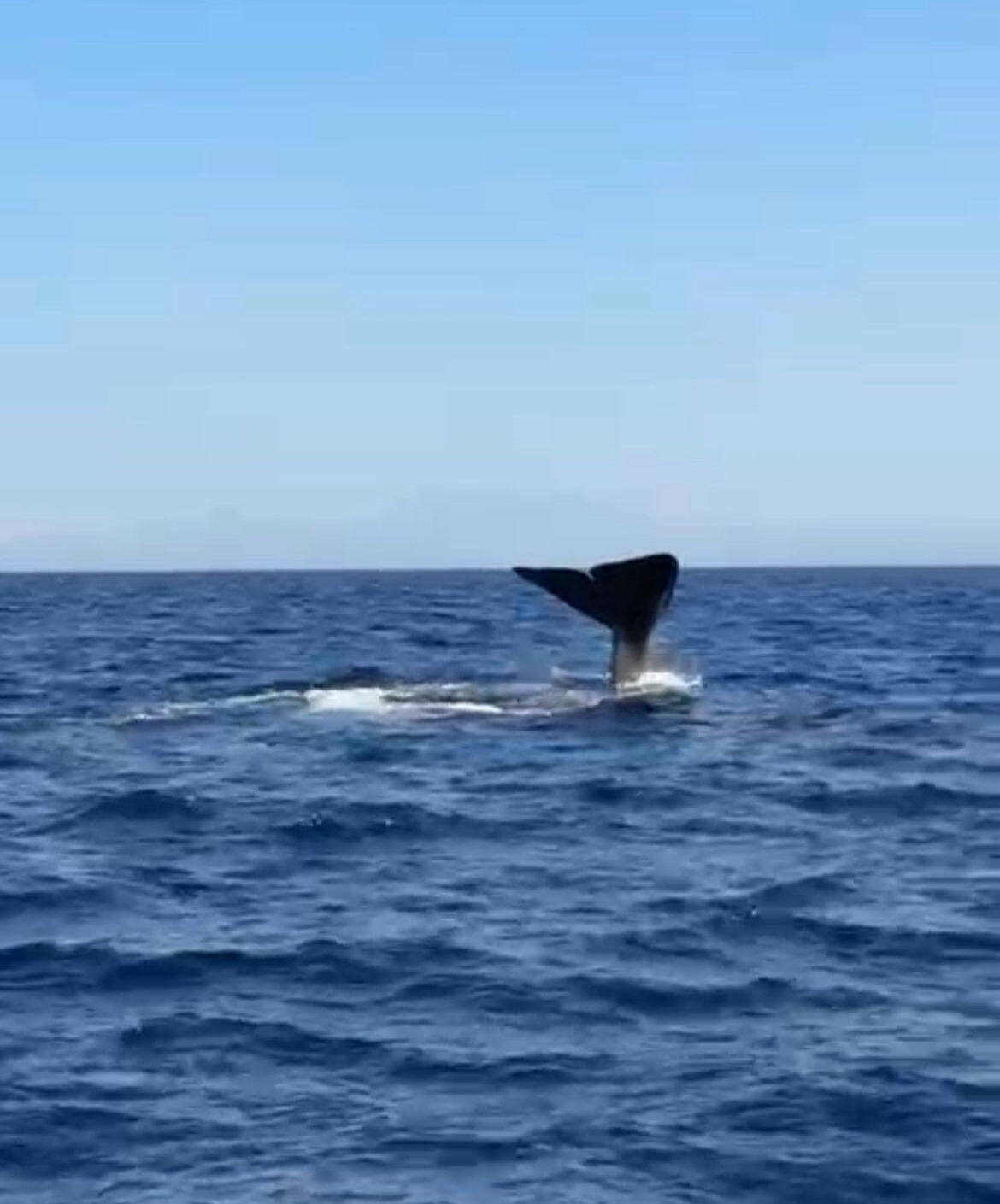 Burası Türkiye! Orkinos avlamak isterken 15 metrelik balinayla karşılaştı - 3. Resim