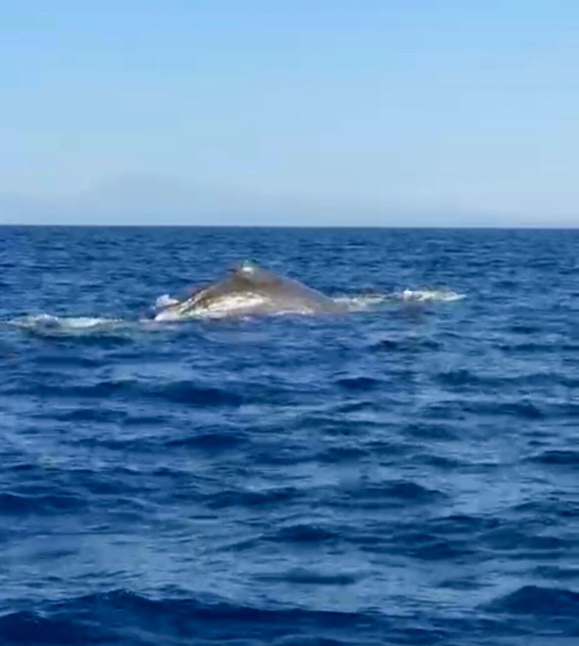 Burası Türkiye! Orkinos avlamak isterken 15 metrelik balinayla karşılaştı - 2. Resim