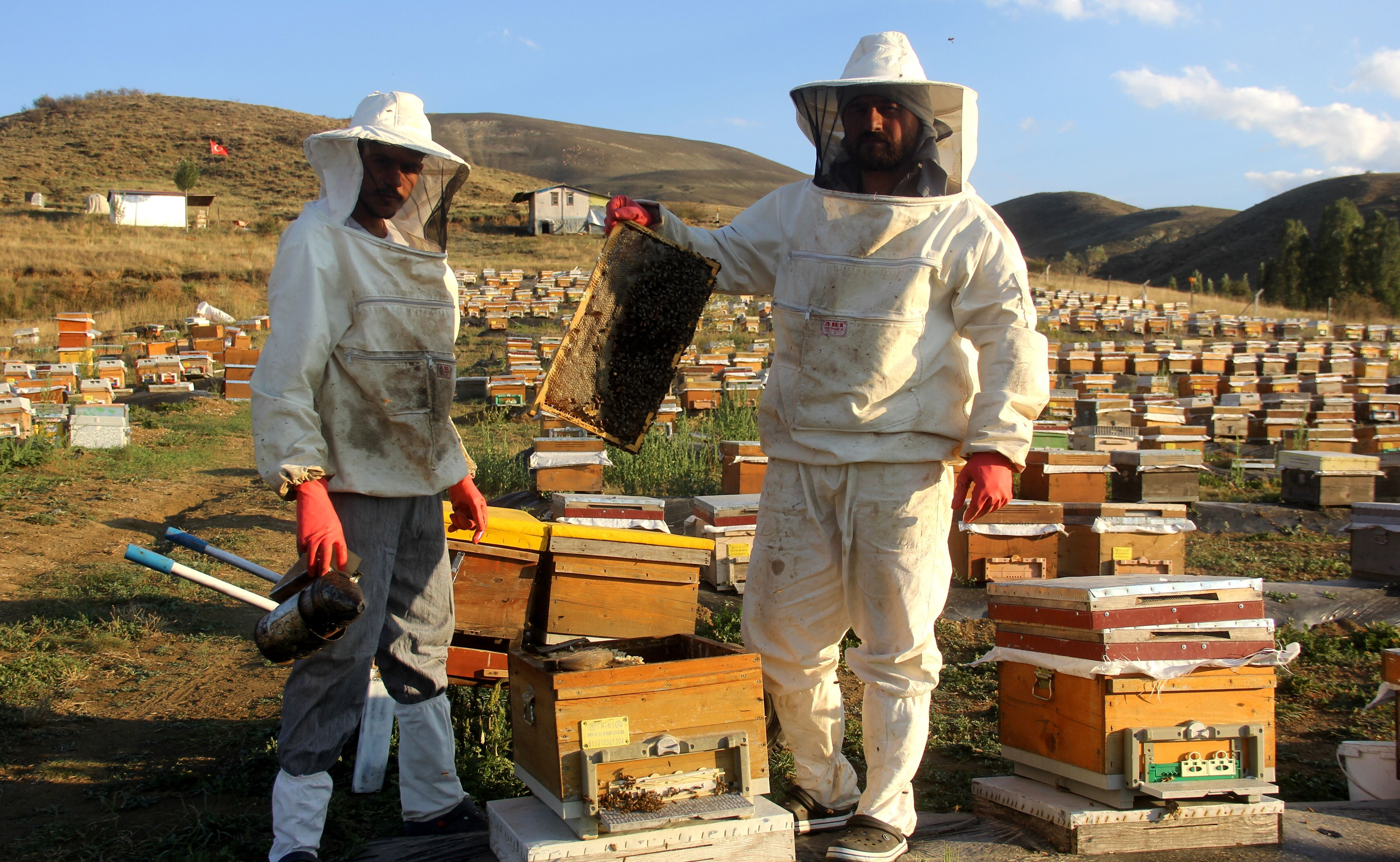 Lezzeti de faydaları da anlatmakla bitmez! Beklenen hasat başladı, üretici umutsuz - 1. Resim