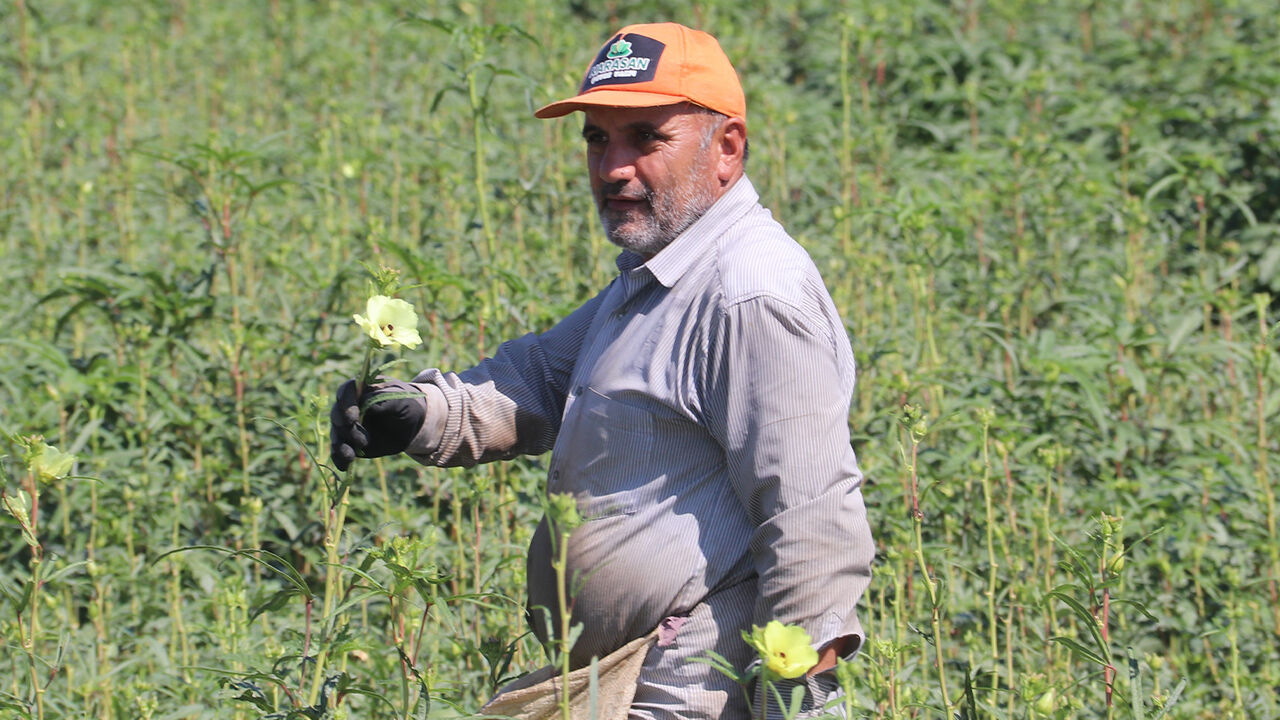 Tek tek ipe diziliyor! Doğanın narin güzelliğinde hasat başladı - 1. Resim