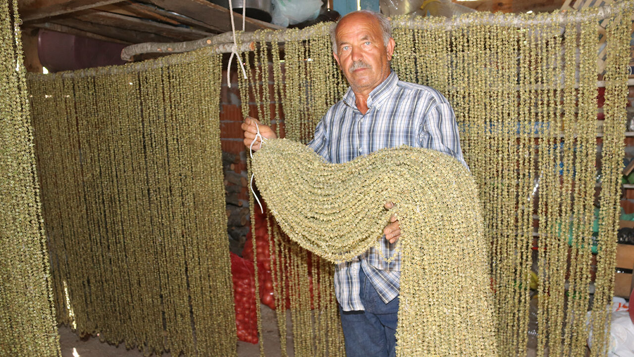 Tek tek ipe diziliyor! Doğanın narin güzelliğinde hasat başladı - 2. Resim