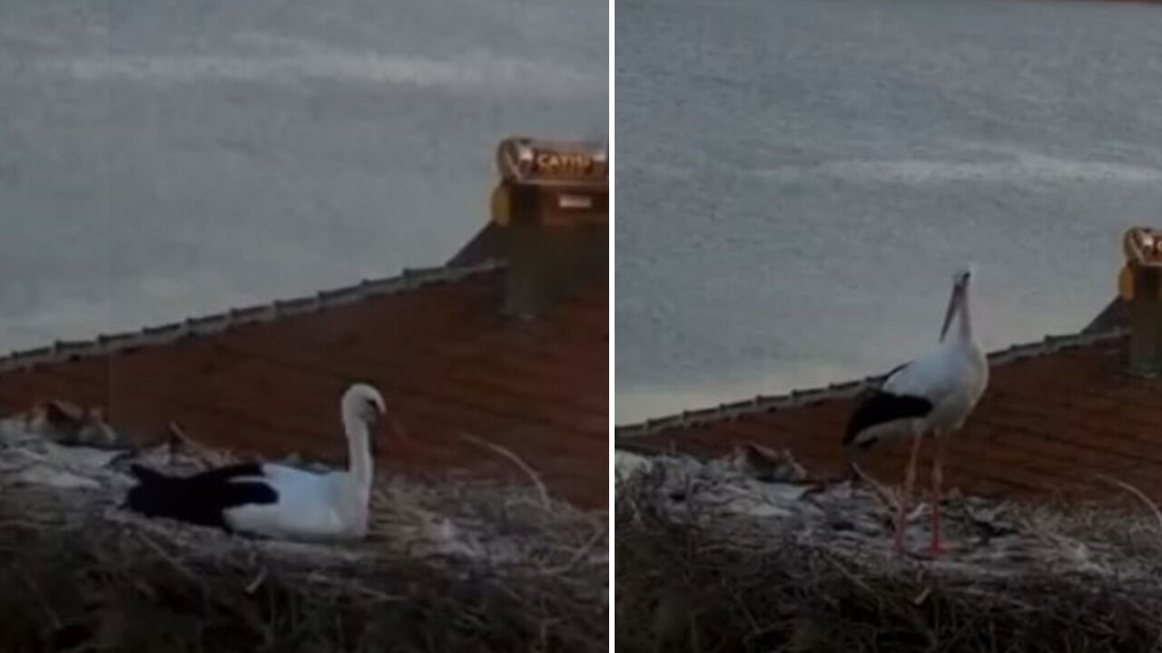 Yaren leylekten şaşırtan tavırlar! Depremi önceden hissetti mi? - 1. Resim