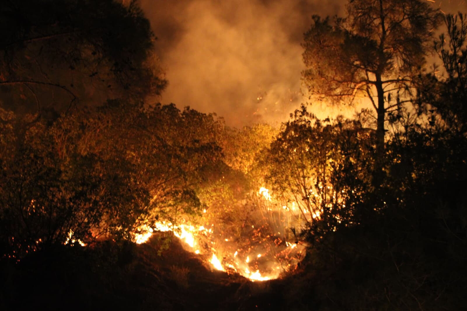 Çanakkale'de bir yangın daha! İnsanlar tahliye edildi, villa ve arabalar küle döndü - 1. Resim