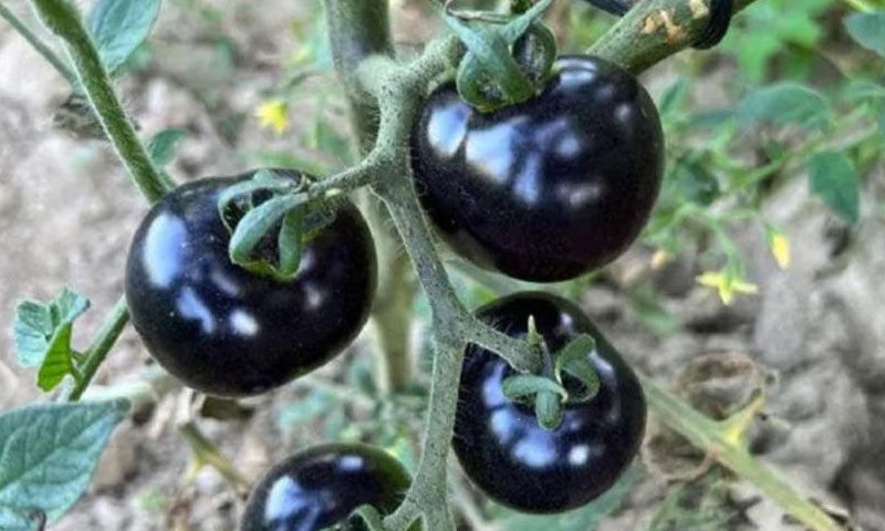 Gizli hazine… 5 fideyle başladı, şimdi eşiyle üretiyor! “Bu ürün bölge için şans” - 3. Resim