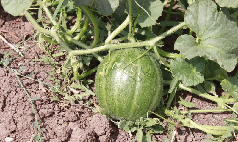 Görünüşü kavun ama muz tadında! Çiftçiler ektikçe ekti, getirisi yüksek - 1. Resim