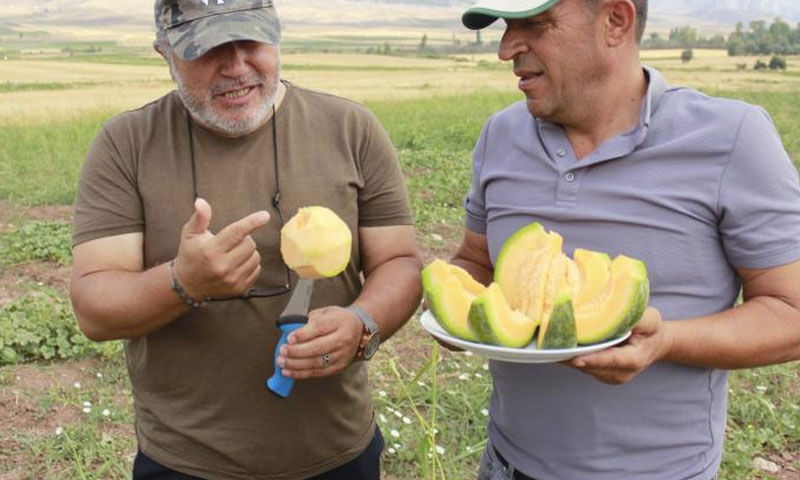 Görünüşü kavun ama muz tadında! Çiftçiler ektikçe ekti, getirisi yüksek - 2. Resim