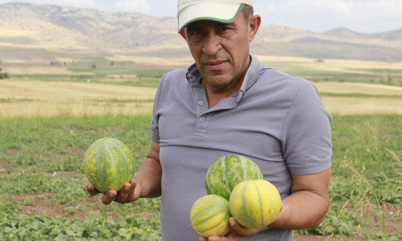 Görünüşü kavun ama muz tadında! Çiftçiler ektikçe ekti, getirisi yüksek - 3. Resim