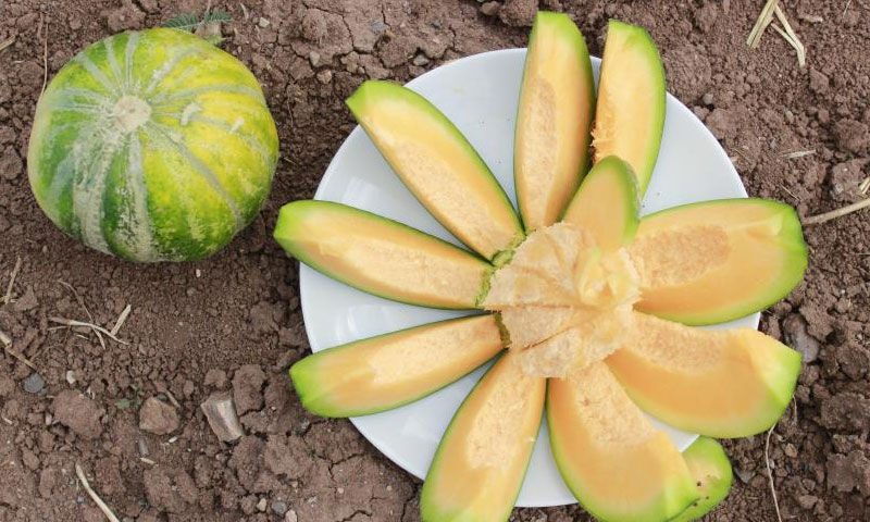 Görünüşü kavun ama muz tadında! Çiftçiler ektikçe ekti, getirisi yüksek - 4. Resim