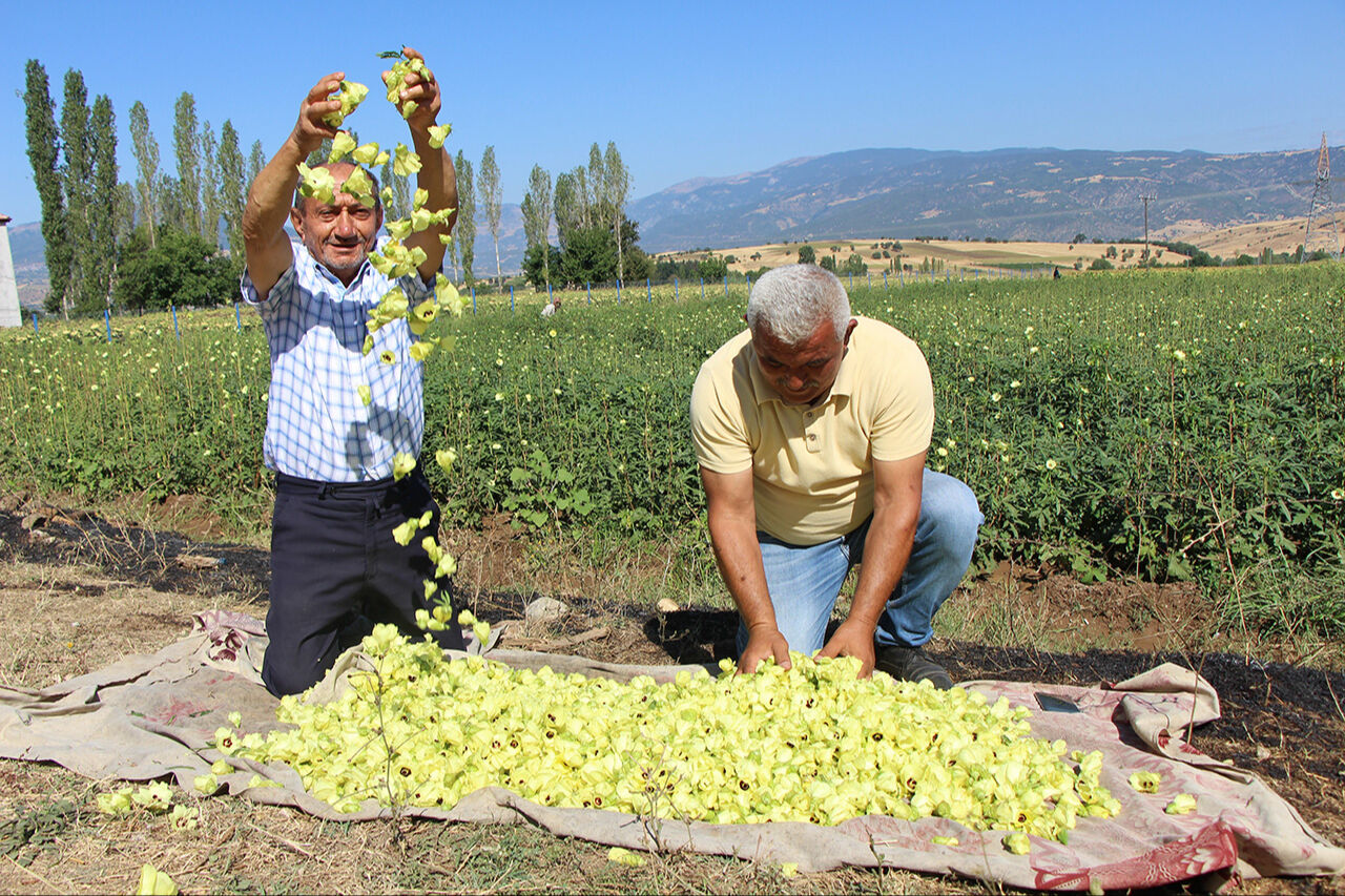 Her gördüğünüzü Türk bamyası sanmayın! Sarı altına Afrika’dan taklit çıktı - 1. Resim