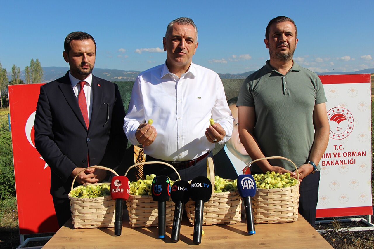 Her gördüğünüzü Türk bamyası sanmayın! Sarı altına Afrika’dan taklit çıktı - 2. Resim