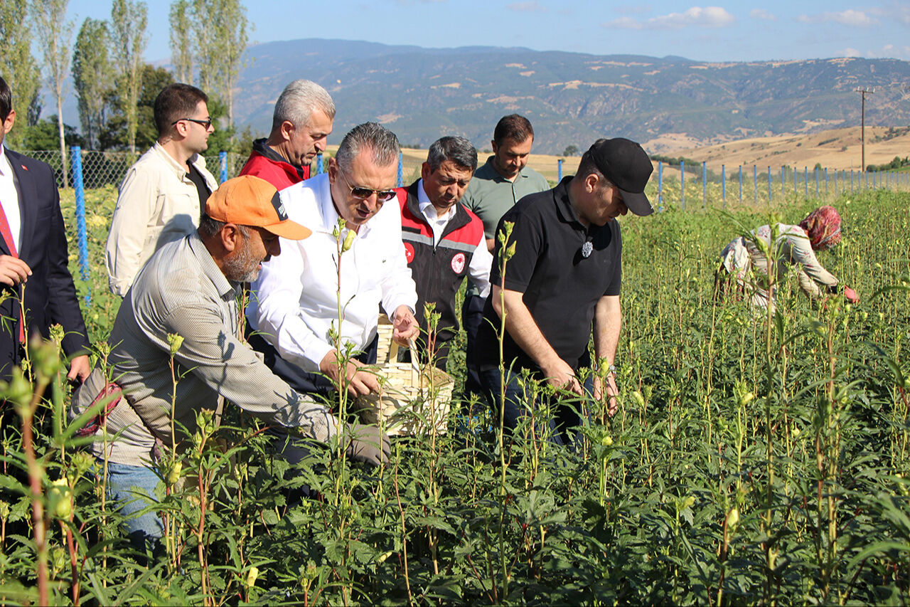 Her gördüğünüzü Türk bamyası sanmayın! Sarı altına Afrika’dan taklit çıktı - 3. Resim