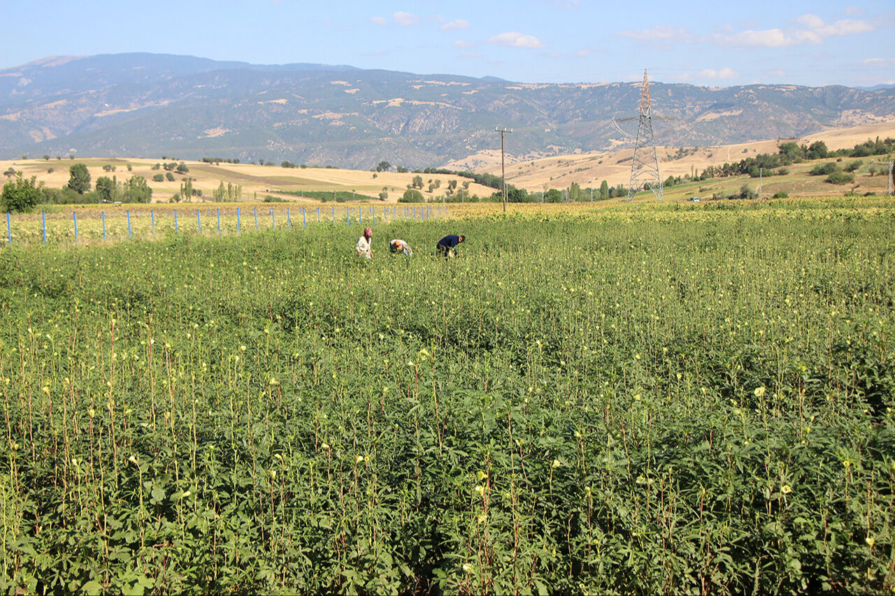 Her gördüğünüzü Türk bamyası sanmayın! Sarı altına Afrika’dan taklit çıktı - 4. Resim