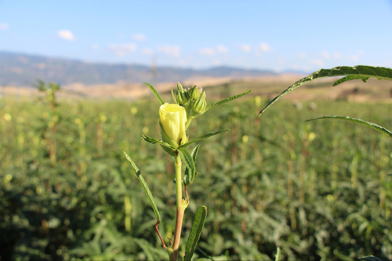 Her gördüğünüzü Türk bamyası sanmayın! Sarı altına Afrika’dan taklit çıktı - 6. Resim