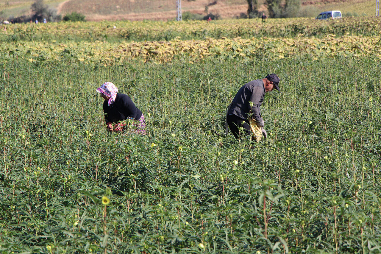 Her gördüğünüzü Türk bamyası sanmayın! Sarı altına Afrika’dan taklit çıktı - 5. Resim
