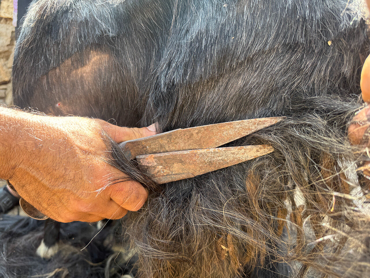 Her yıl mutlaka gidiyorlar! Toros Dağları'nda yaşayan Yörük geleneği yüzyıllardır devam ediyor Her yıl mutlaka gidiyorlar! Toros Dağları'nda yaşayan Yörük geleneği yüzyıllardır devam ediyor - 2. Resim