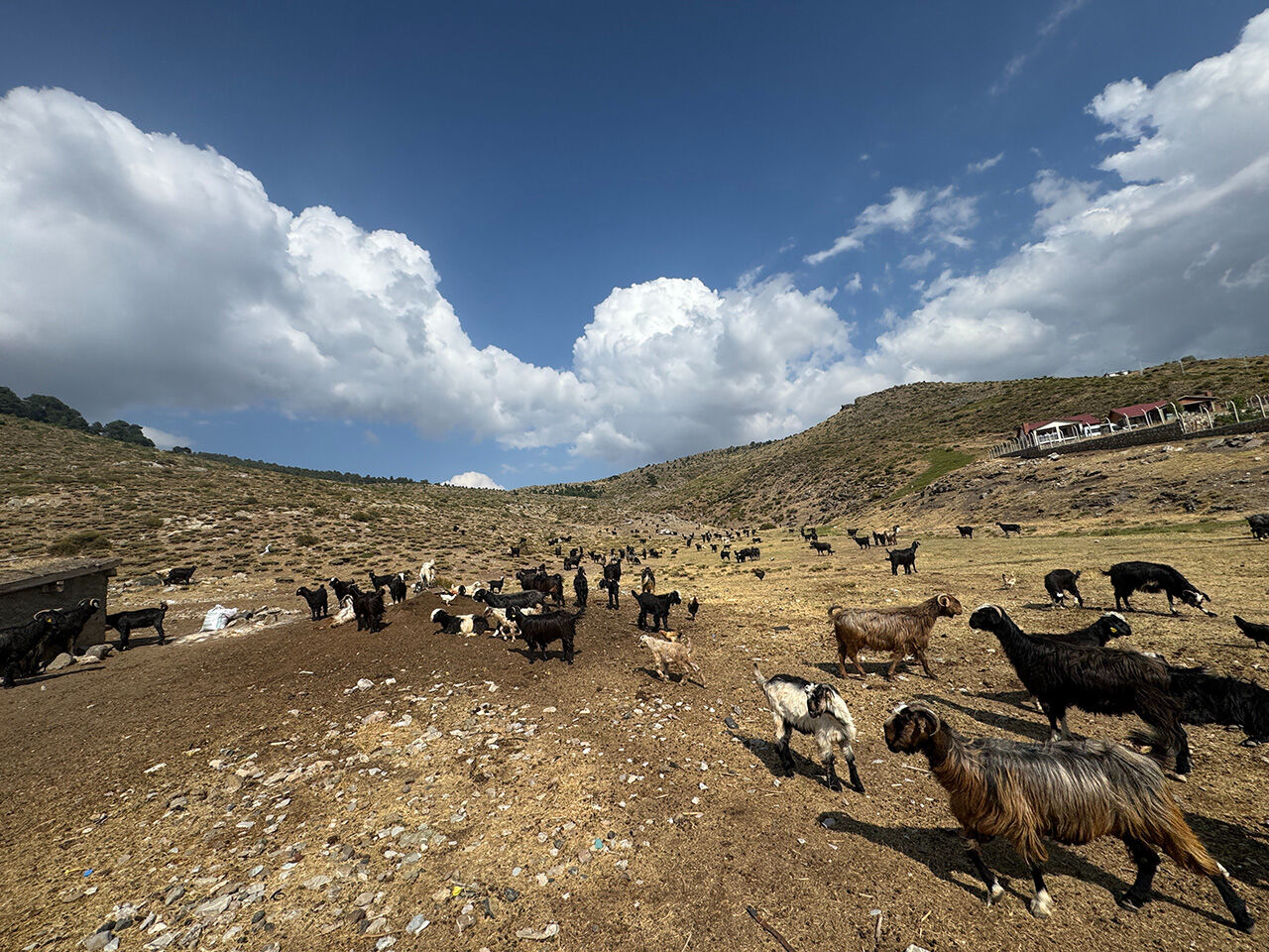 Her yıl mutlaka gidiyorlar! Toros Dağları'nda yaşayan Yörük geleneği yüzyıllardır devam ediyor Her yıl mutlaka gidiyorlar! Toros Dağları'nda yaşayan Yörük geleneği yüzyıllardır devam ediyor - 1. Resim