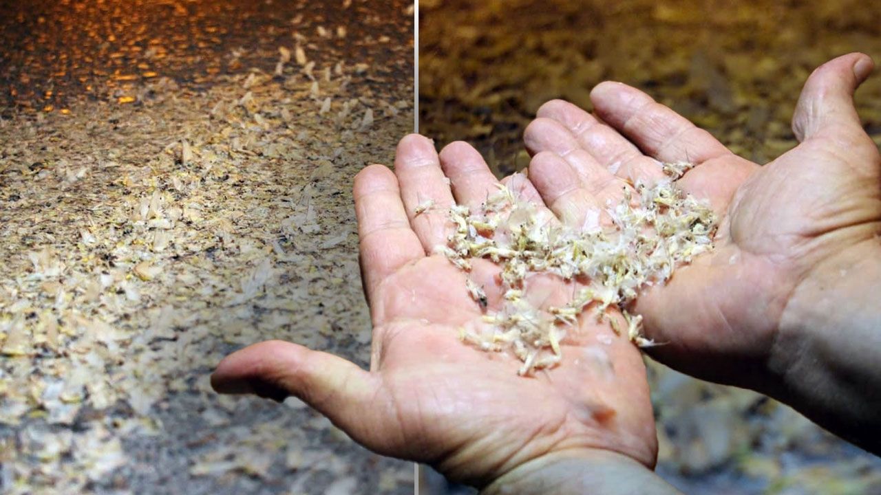 Herkes kar yağışı sandı, yer bembeyaz oldu! Milyonlarcası yere düştü: Ölüm danslarını yaptılar Herkes kar yağışı sandı, yer bembeyaz oldu! Milyonlarcası yere düştü: Ölüm danslarını yaptılar